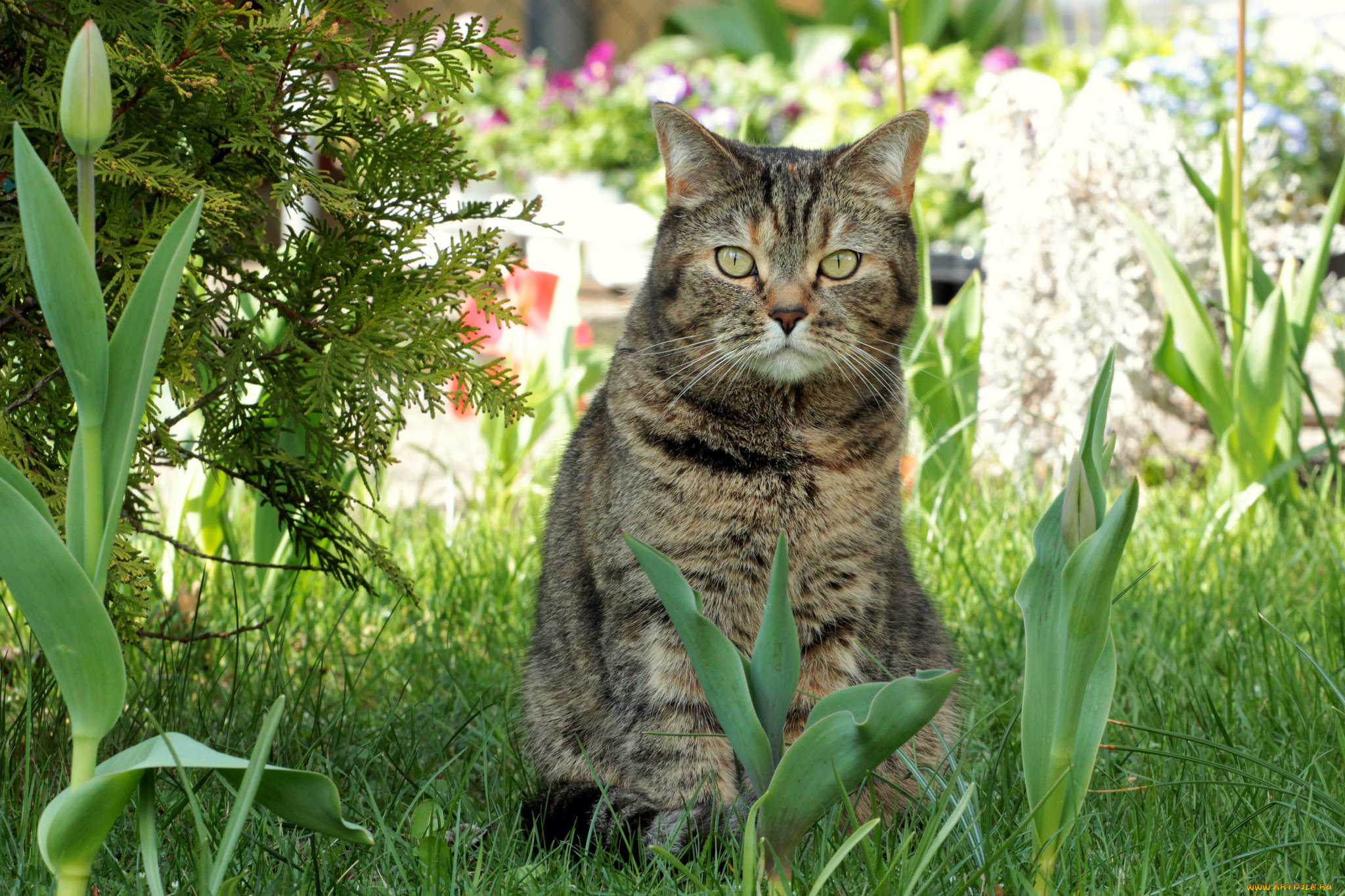 Весенние коты фото